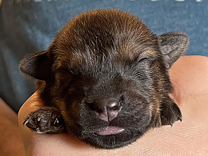 chinook puppy
